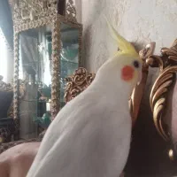 عروس هلندی نر
