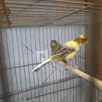 یک جفت قناری نر و ماده