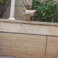 جوجه مرغ خروس