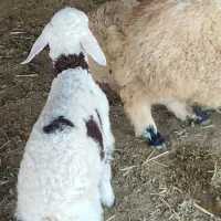 ده بره تمام پروار
