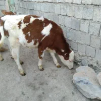 گوساله ماده سمینتال