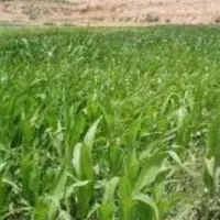 ذرت علوفه برای دام