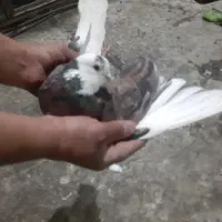کفتر