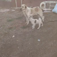 نر سگ  عراقی  نسل  دار