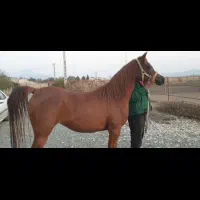 سرایداری و نگهداری از اسب