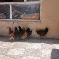 مرغ ‌وخروس جوان