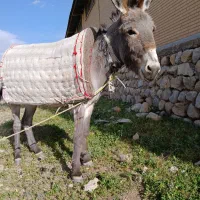 خر گله ای