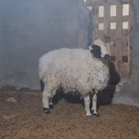 فروش قوچ جوان و سرحال