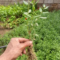 شمشاد بهترین گزینه برای حصار دور زمین باغی