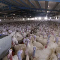 جوجه بوقلمون بیوتی/یک روزه/یک‌ماهه/صنعتی/گوشتی