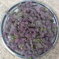 چای کوهی