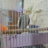 عروس هلندی