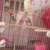 عروس هلندی نروماده مولد