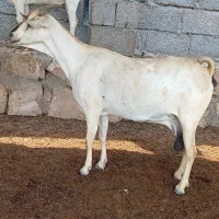 بز سومال