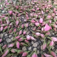گل محمدی اصلاح شده