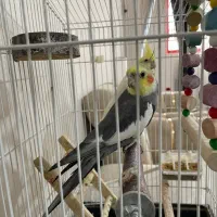 عروس نر بالغ