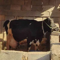گاو