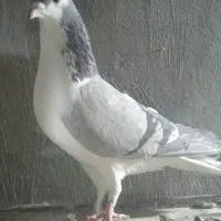 نر جفتی
