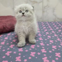 گربه اسکاتیش و بریتیش اصیل چشم آبی