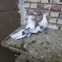کبوتر|پرنده|دورود, |دیوار