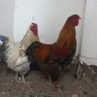 خروس|حیوانات مزرعه|مشهد, کشف|دیوار