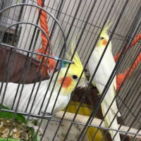 عروس هلندی