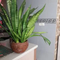سانسوریا