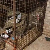 قفس بزرگ مکحم وزن ۷۵ کیلو