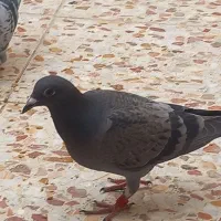 کبوتر|پرنده|باوی, |دیوار