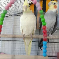 عروس هلندی سخنگو