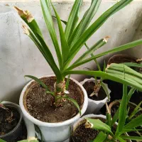 گلدان همراه گل سوسن عنکبوتی