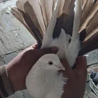 کبوتر عطیقه