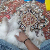 سگ خانگی و با تربیت