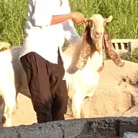 نربزپاکستانی۱سال‌و۳ماهش‌ هس تیز برنده قیمتش۳۷ملیون