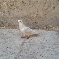 کبوتر عوض با مرغ