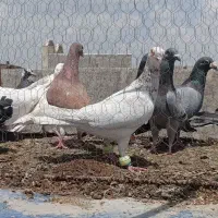 کبوتر کفتر کپوت آلمانی رنگه ساده هفت رنگ