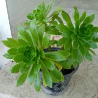گل های زینتی