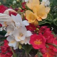 فرزیا