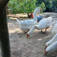 فروش جفت غاز خالماگور و جوجه غاز اصیل