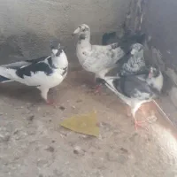 کبوتر کرواتی