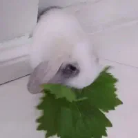 خرگوش ماده لوپ