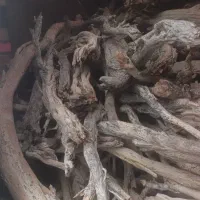 خریدار و فروش چوب تاغ،تاق،طاغ