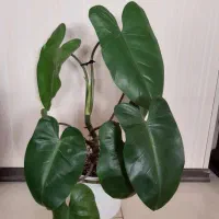 فیلندرون برگ پهن