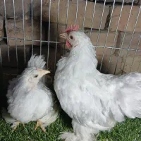 نیمچه کوشین و سلطان ۳ نیم ماهه واکسینه شده