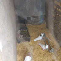 کبوتر طوقی