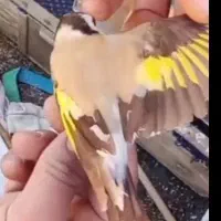 سهره کرم استان فارسی