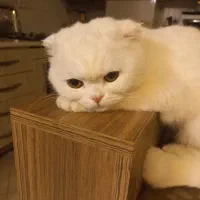 گربه نر جهت جفت گیری