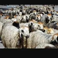 میش . گوسفند .بره