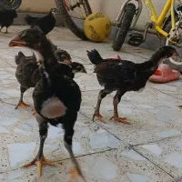 جوجه لاری و گلپایگان