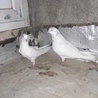 یک جفت کفتر پرشی